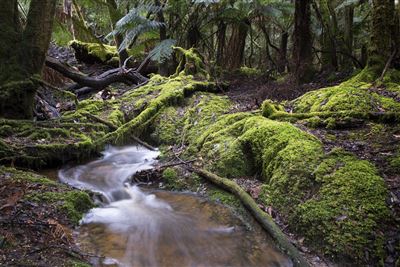 Mount Fields National Park, Tasmanien